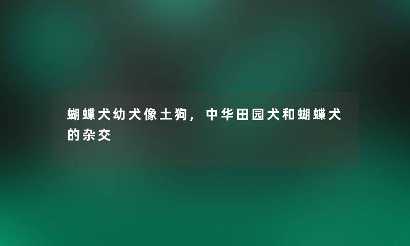 蝴蝶犬幼犬像土狗,中华田园犬和蝴蝶犬的杂交